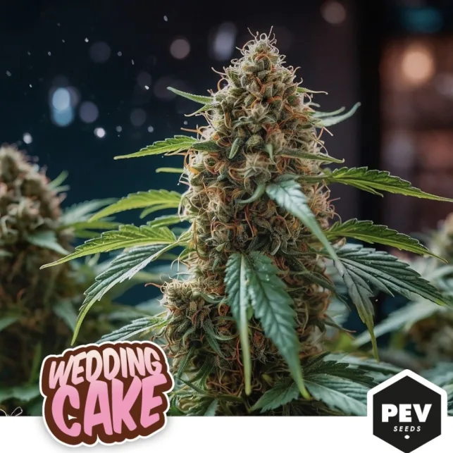 Inflorescencia de cannabis rodeada de hojas verdes sobre un fondo oscuro desenfocado, con el texto Wedding Cake y el logotipo PEV Seeds.