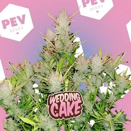 Planta de cannabis con cogollos alargados y hojas verdes, frente a un fondo rosa y con un cartel «Wedding Cake».