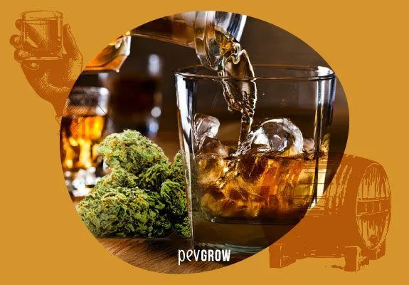 Licor ámbar vertiéndose en un vaso con hielo junto a cogollos de cannabis, en un montaje circular sobre fondo ocre. Licor ámbar vertiéndose en un vaso con hielo junto a cogollos de cannabis, en un montaje circular sobre fondo ocre.
