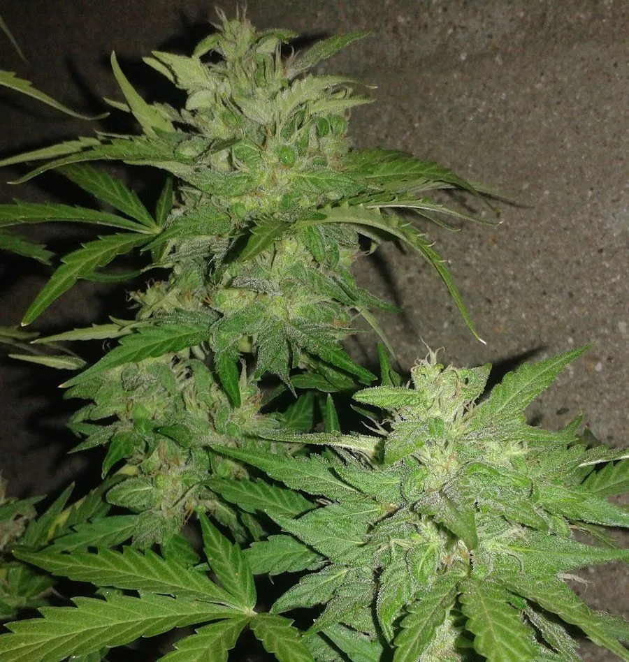 Planta de cannabis en floración con varios cogollos alargados, hojas verdes dentadas y pistilos claros ante una pared rugosa.