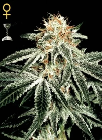 Cogollo escarchado de la variedad White Widow de Green House Seeds, con símbolo femenino y un trofeo de Cannabis Cup