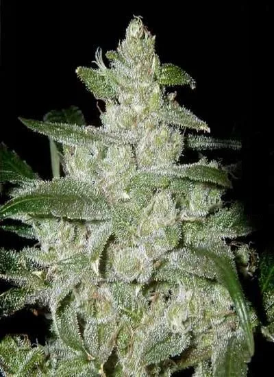 Primer plano de un cogollo de cannabis alargado, con pequeñas hojas verdes y una densa cobertura blanquecina, sobre fondo negro. Primer plano de un cogollo de cannabis alargado, con pequeñas hojas verdes y una densa cobertura blanquecina, sobre fondo negro.