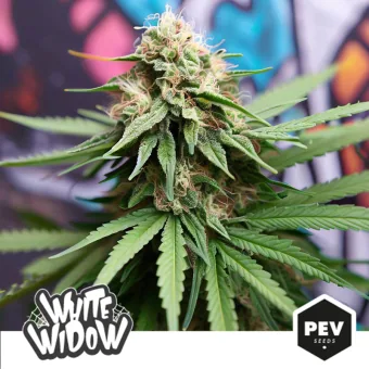 Primer plano de un cogollo de cannabis con hojas dentadas y pistilos anaranjados, con los rótulos White Widow y PEV Seeds.
