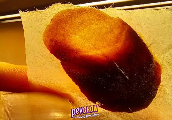 Primer plano a contraluz de una lámina irregular de tonos ámbar y marrón oscuro sobre un papel sostenido entre los dedos. Primer plano a contraluz de una lámina irregular de tonos ámbar y marrón oscuro sobre un papel sostenido entre los dedos.