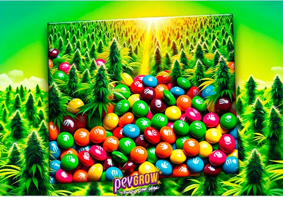 Ilustración de caramelos multicolores entre hileras de plantas de cannabis, con un resplandor amarillo al fondo y el logo PEVGROW. Ilustración de caramelos multicolores entre hileras de plantas de cannabis, con un resplandor amarillo al fondo y el logo PEVGROW.