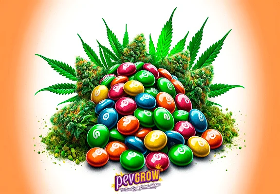Ilustración de una pila de caramelos multicolores rodeada de cogollos y hojas de cannabis sobre fondo blanco con bordes naranjas. Ilustración de una pila de caramelos multicolores rodeada de cogollos y hojas de cannabis sobre fondo blanco con bordes naranjas.