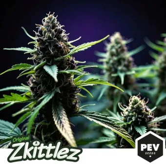 Cogollos de cannabis con hojas verdes sobre fondo oscuro, uno destacado en primer plano, con los rótulos Original Zkittlez y PEV Seeds.