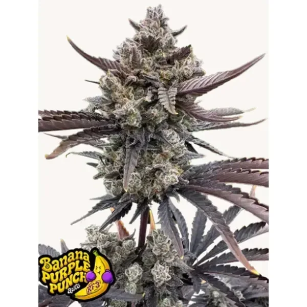Banana Purple Punch RF3 Autofloreciente con cogollos de superficie blanquecina, hojas moradas dentadas y logotipo amarillo en la esquina inferior.