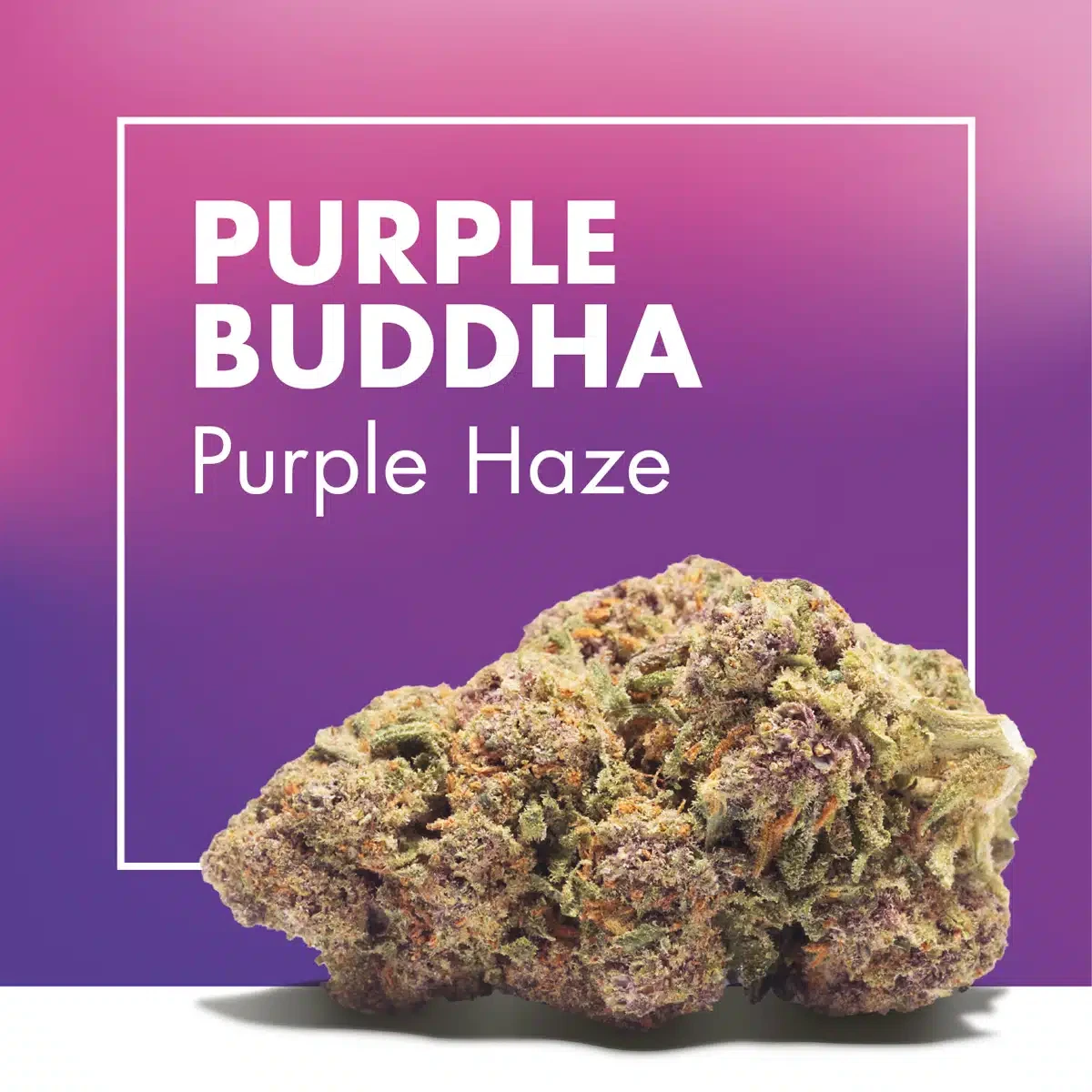 Cogollo de Purple Buddha con tonos verdes y morados sobre fondo violeta y rosa, con los textos «PURPLE BUDDHA» y «Purple Haze».