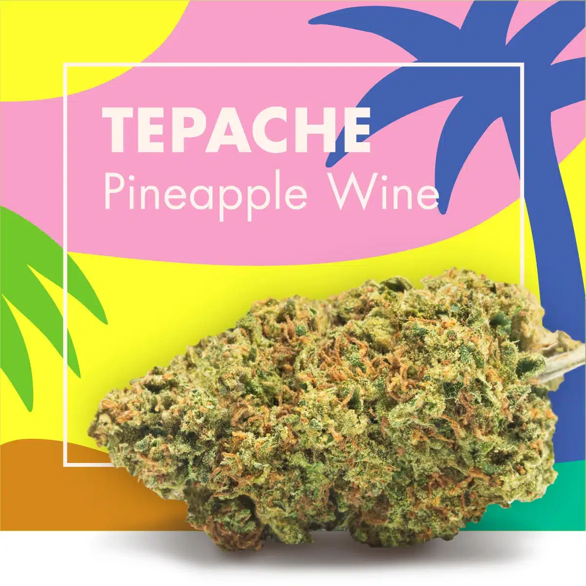 Cogollo de Tepache Pineapple Wine en primer plano, ante un fondo amarillo y rosa con siluetas de palmeras y el nombre de la variedad.