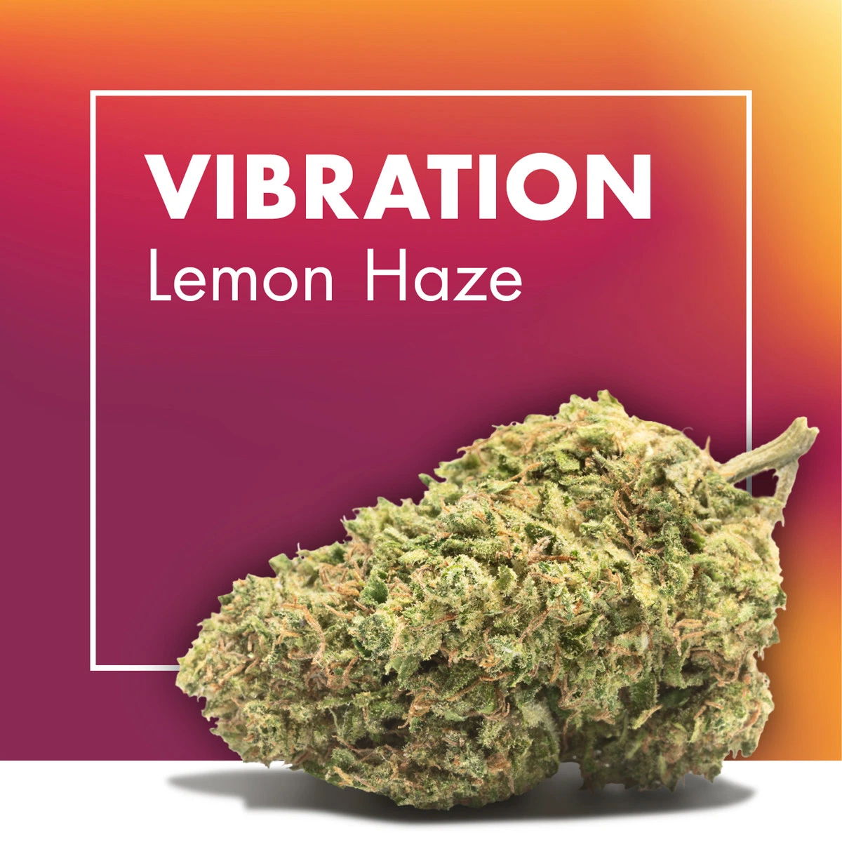 Cogollo de VIBRATION Lemon Haze en primer plano sobre un fondo degradado naranja y granate, con el nombre en letras blancas.