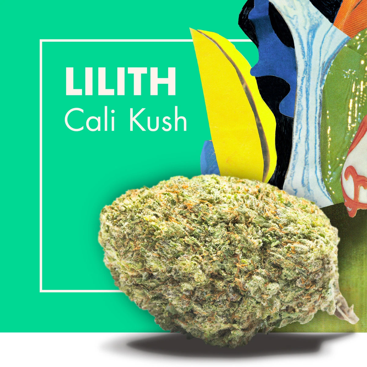 Cogollo LILITH Cali Kush en primer plano sobre fondo verde, con el nombre en blanco y formas de colores en el lateral derecho.