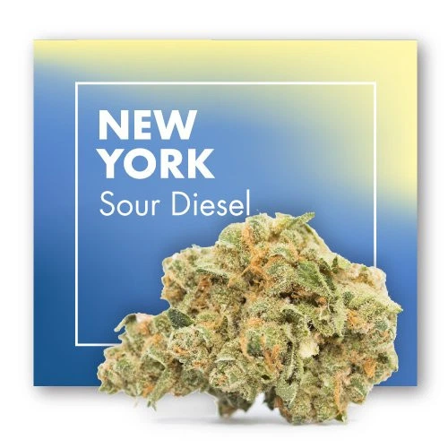 Flores NEW YORK Sour Diesel delante de un recuadro azul y amarillo con su nombre, con cogollos verdes y filamentos anaranjados.