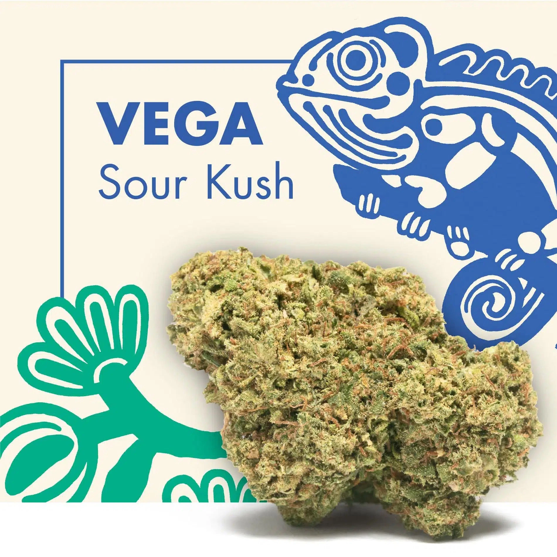 Cogollos de VEGA Sour Kush sobre fondo crema con el nombre de la variedad y dibujos de camaleones en azul y verde.