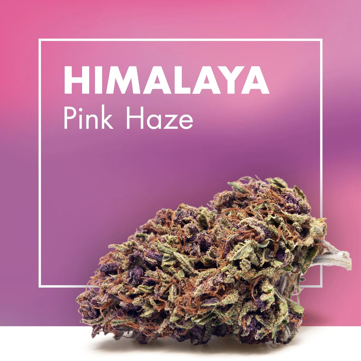 Flor Himalaya Pink Haze de Cannactiva con tonos verdes y morados y pistilos anaranjados, sobre fondo rosa con el nombre de la variedad.