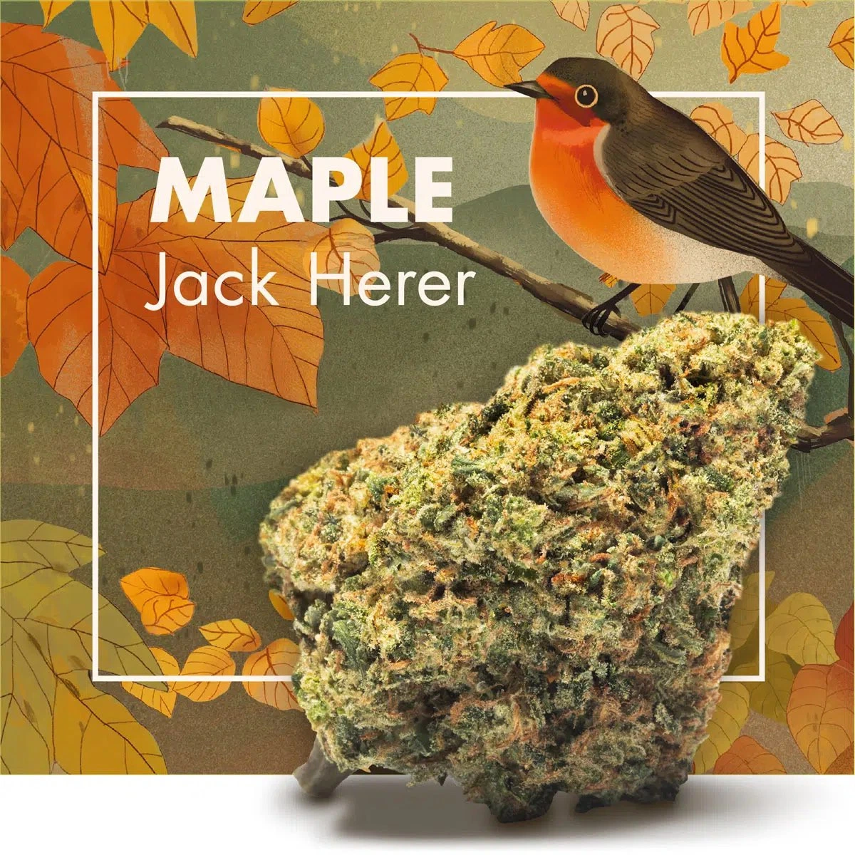 Cogollo de MAPLE Jack Herer en primer plano sobre un diseño de hojas otoñales, con un pájaro ilustrado y el nombre de la variedad.
