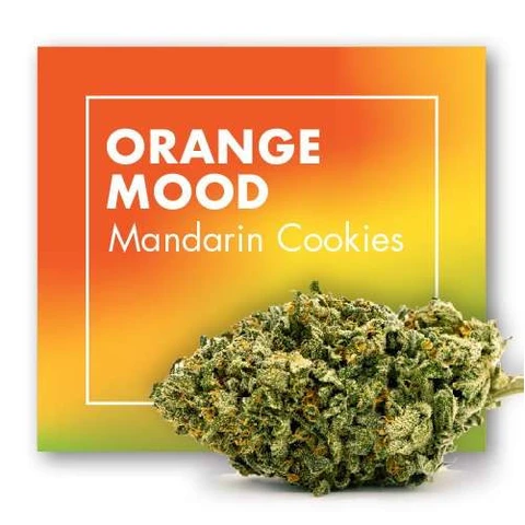 Cogollo de cannabis delante de un envase con degradado naranja, amarillo y verde y el texto «Orange Mood Mandarin Cookies».