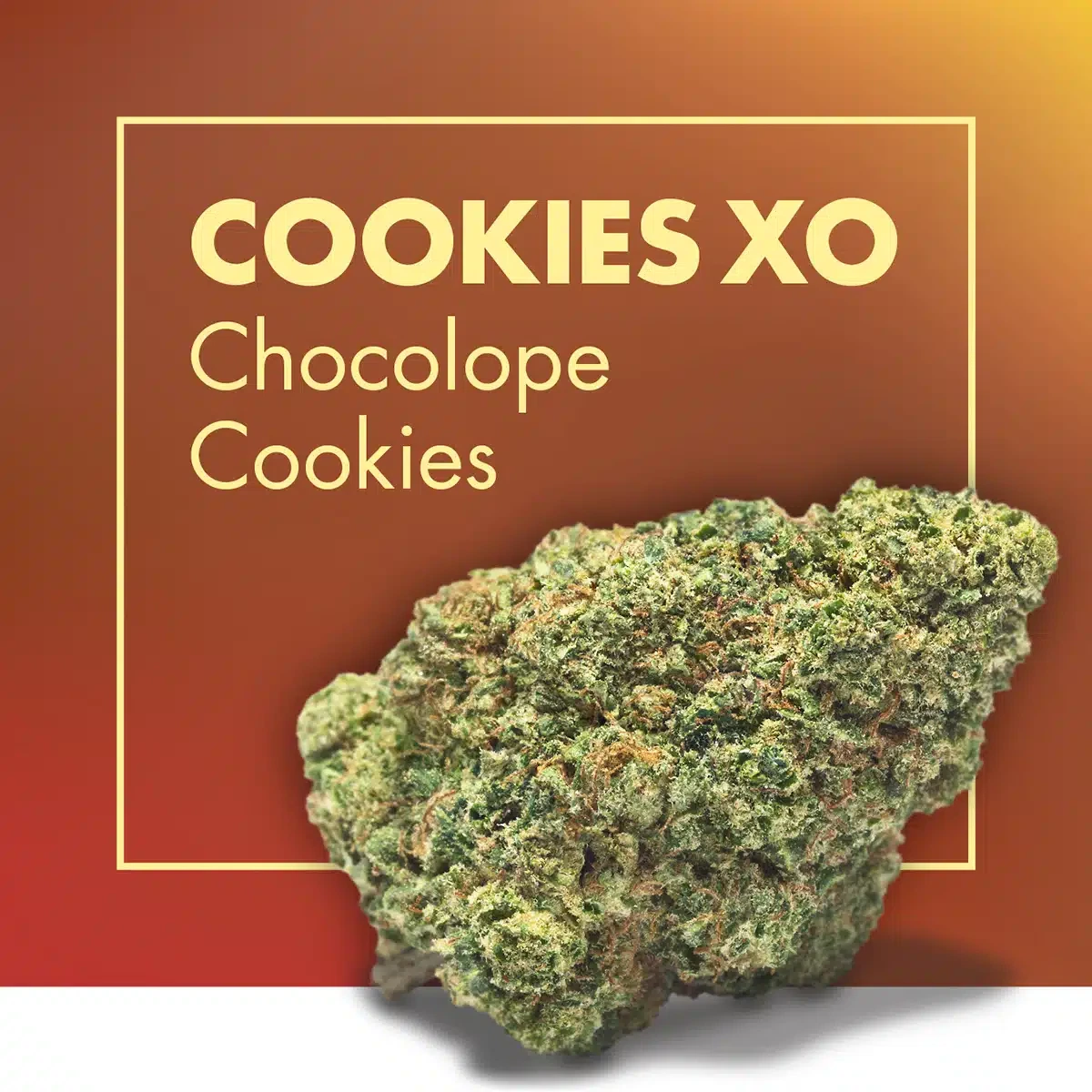 Cogollo compacto de tonos verdes bajo los rótulos «COOKIES XO» y «Chocolope Cookies», sobre fondo naranja rojizo.