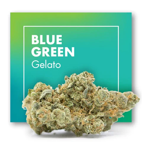 Cogollo de BLUE GREEN Gelato ante un recuadro degradado verde y turquesa con el nombre de la variedad en blanco.