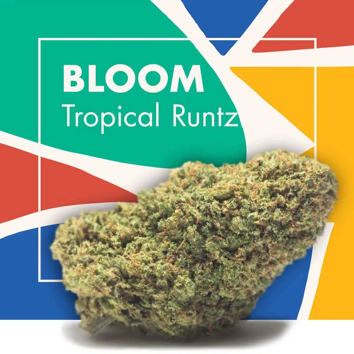 Cogollo de flor de CBD BLOOM Tropical Runtz de Cannactiva en primer plano, ante un fondo multicolor con el nombre de la variedad.