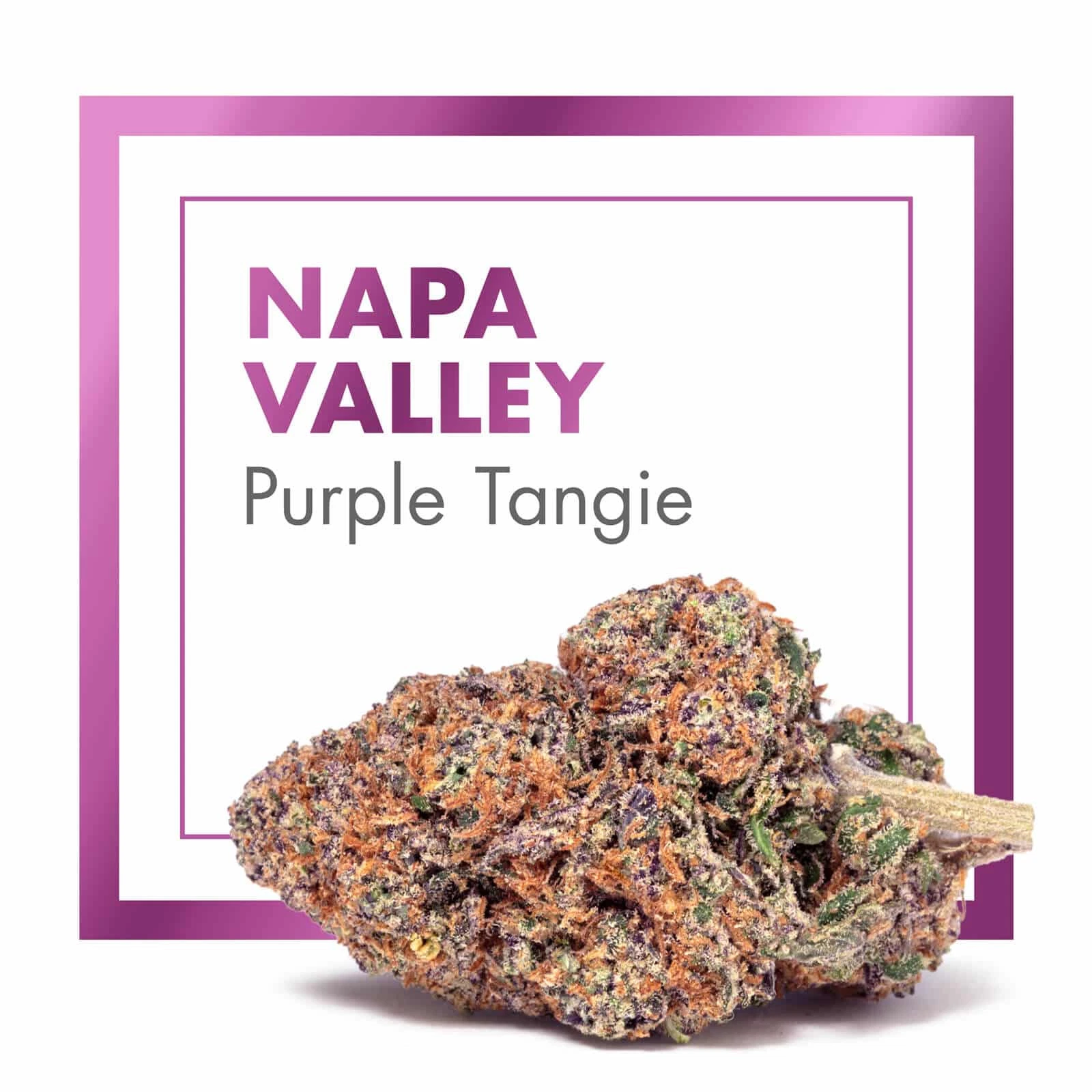 Cogollos de NAPA VALLEY Purple Tangie con tonos verdes y morados y pistilos anaranjados, ante un marco violeta con su nombre.