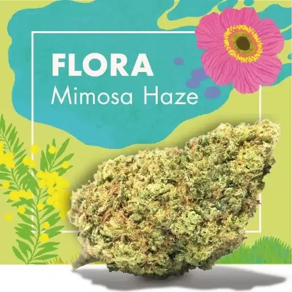 Cogollo de FLORA Mimosa Haze ante un fondo verde y turquesa con el nombre de la variedad y una flor rosa ilustrada.