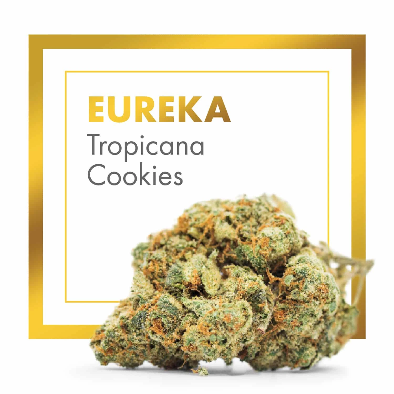 Cogollo de EUREKA Tropicana Cookies sobre fondo blanco, con filamentos anaranjados, marco dorado y el nombre en la parte superior.