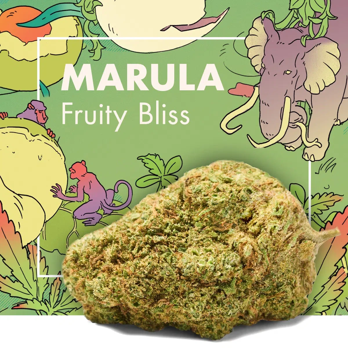 Cogollo MARULA Fruity Bliss en primer plano, sobre fondo verde ilustrado con un elefante, monos y el nombre del producto.