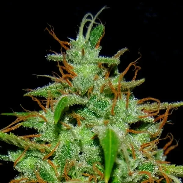Primer plano de una flor de White Widow #17 con hojas verdes, tricomas blanquecinos y pistilos anaranjados sobre fondo negro.