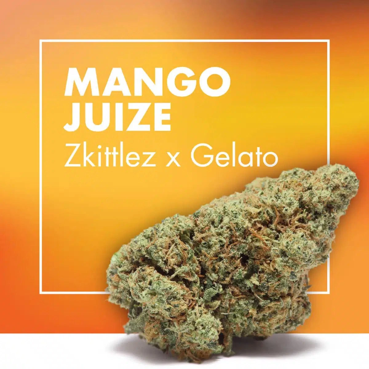 Cogollo de Mango Juize sobre una base blanca y fondo naranja con marco blanco y el texto «MANGO JUIZE, Zkittlez x Gelato».