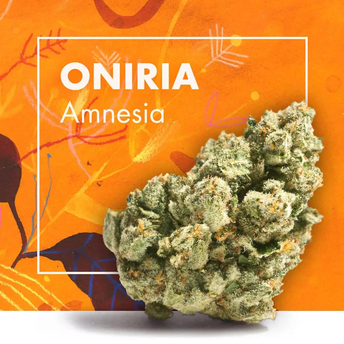 Flor de CBD ONIRIA Amnesia en primer plano, con tonos verdes y filamentos anaranjados sobre fondo naranja con el nombre impreso.