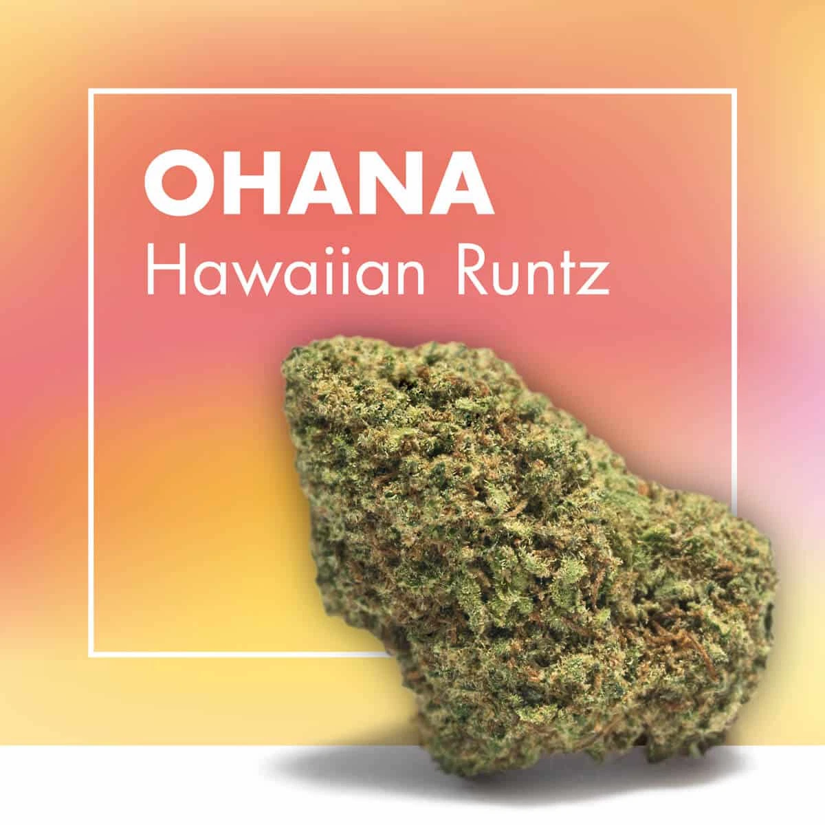 Flor de OHANA Hawaiian Runtz en primer plano, con tonos verdes y pelos anaranjados, sobre fondo degradado con el nombre en blanco.