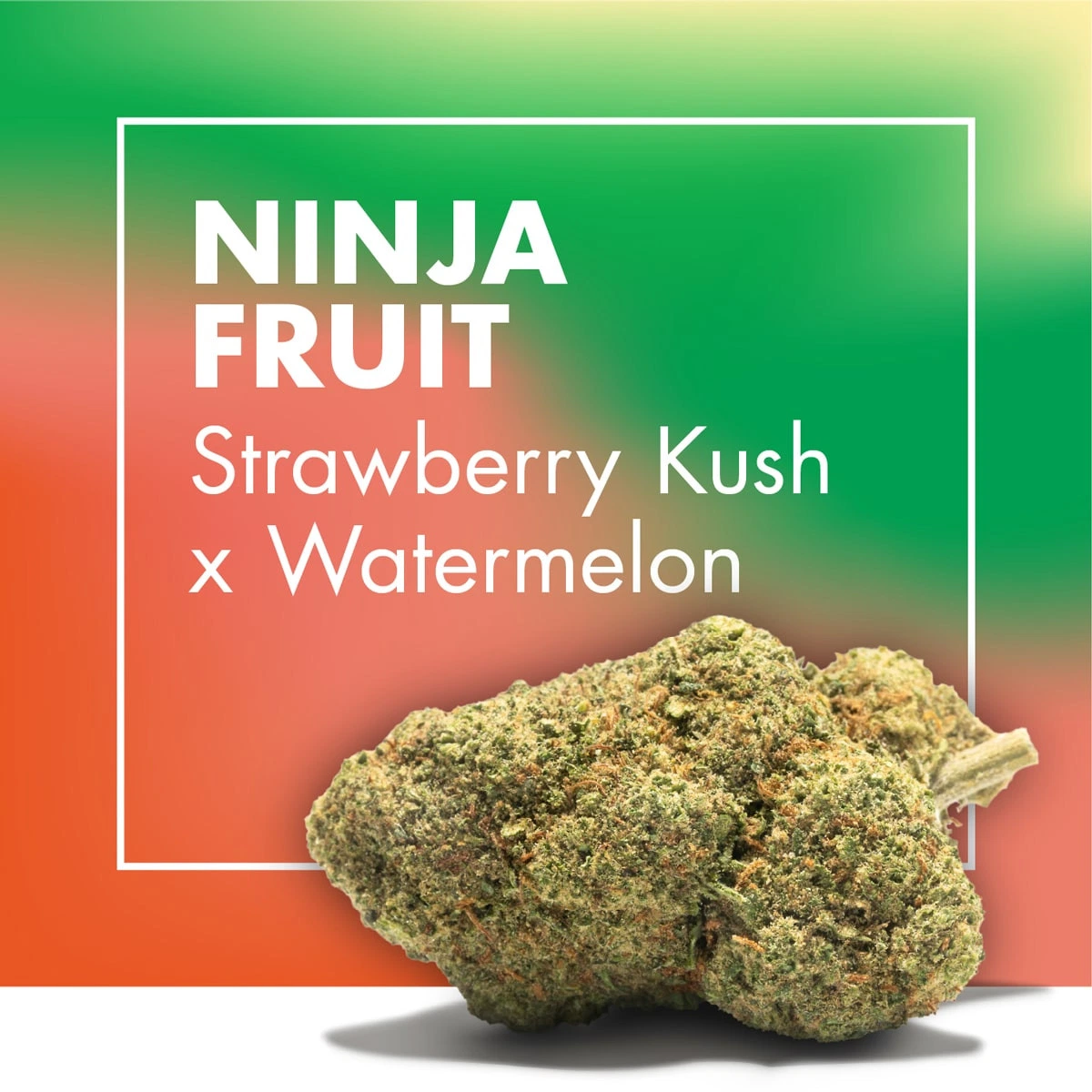 Cogollo de Ninja Fruit sobre fondo verde y coral con el texto «Strawberry Kush x Watermelon».