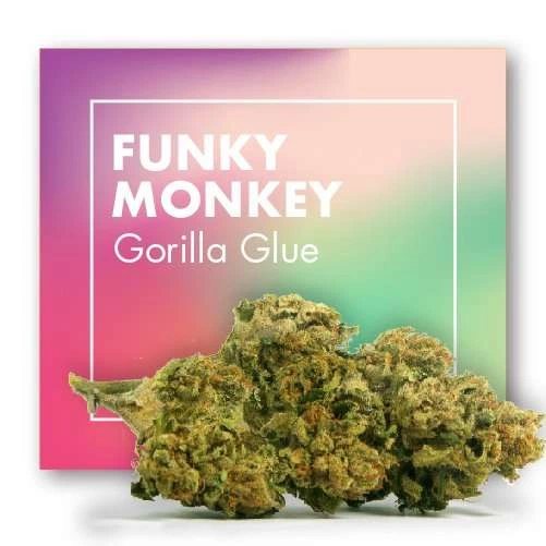 Cogollos verdes en primer plano ante un envase con degradado rosa y verde y el texto «Funky Monkey Gorilla Glue».