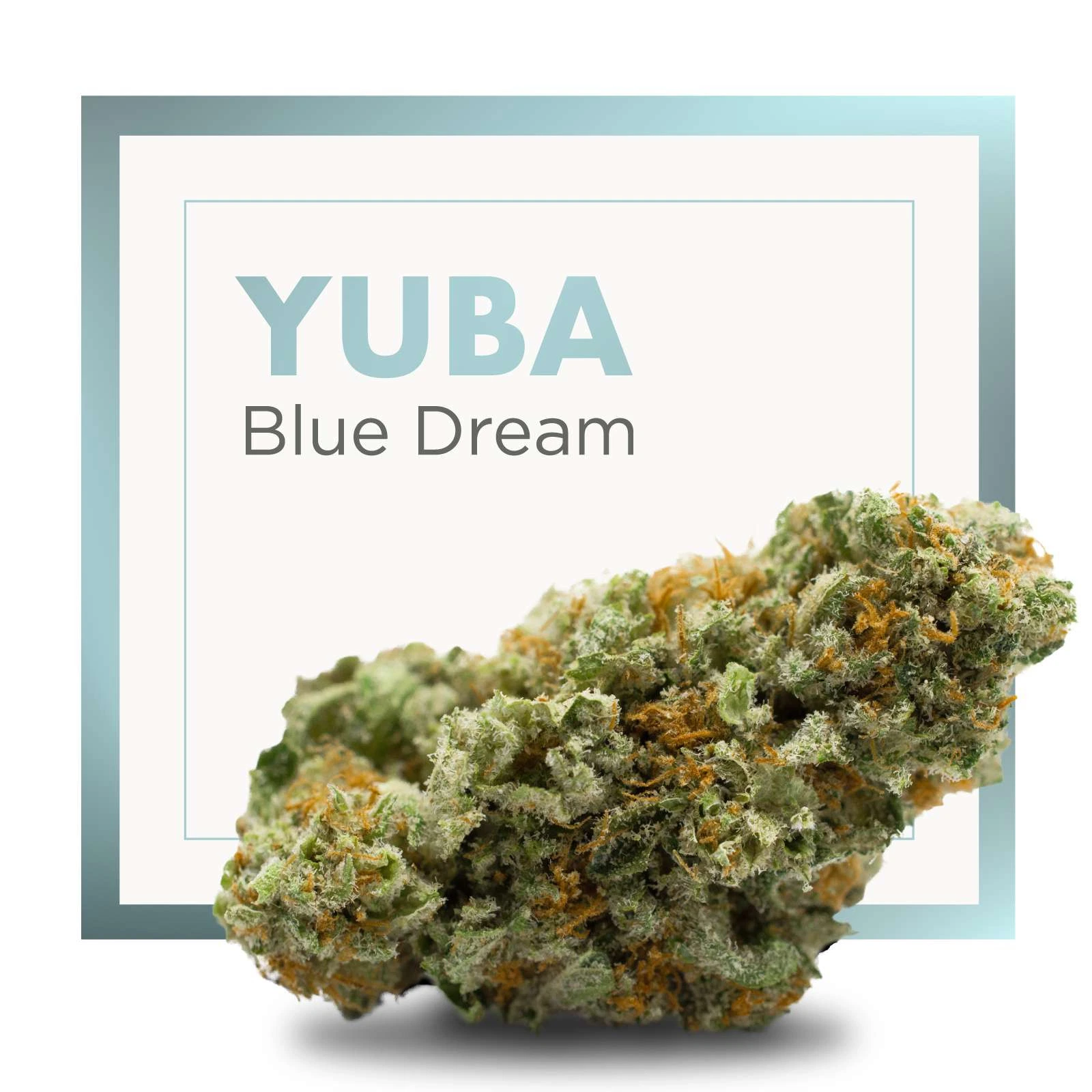 Cogollo YUBA Blue Dream en primer plano, con tonos verdes, filamentos anaranjados y superficie blanquecina, ante un marco con su nombre.