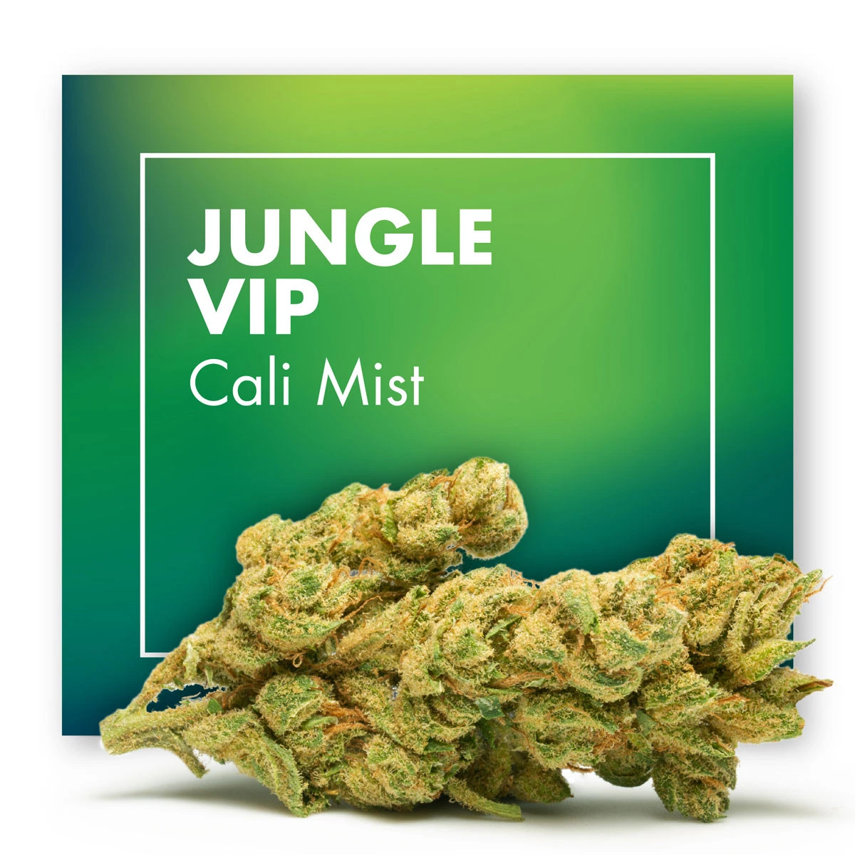 Flores Jungle VIP Cali Mist de tonos verdes y anaranjados, en primer plano ante un fondo verde con el nombre de la variedad.