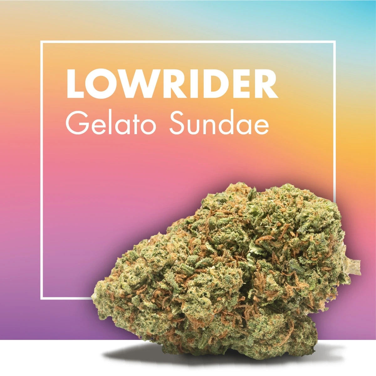 Cogollo de LOWRIDER Gelato Sundae con pistilos anaranjados sobre fondo degradado multicolor y el nombre en blanco.