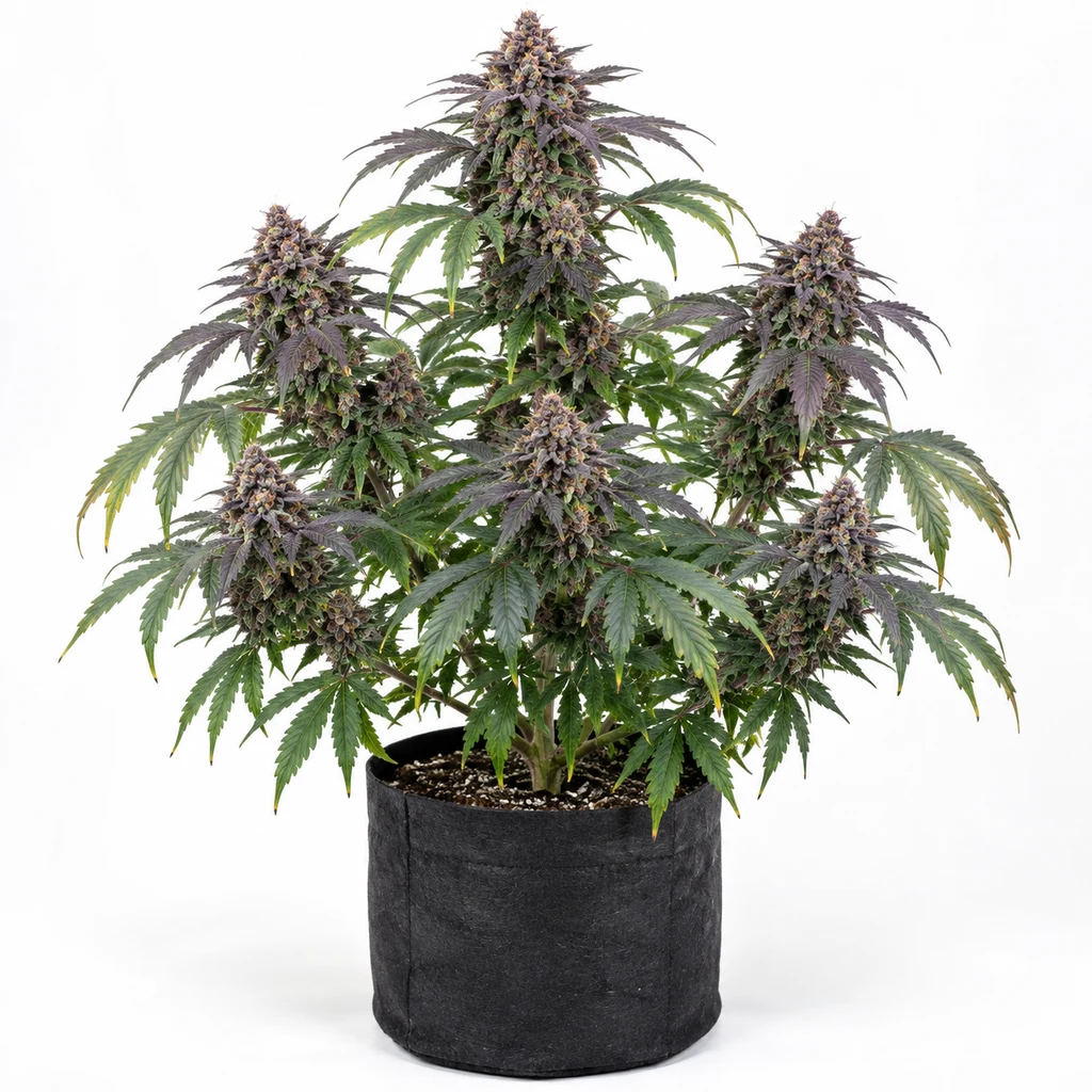 Ilustración de una planta en floración para la ficha de Grape Kush, con flores de tonos morados y hojas verdes en una maceta negra.