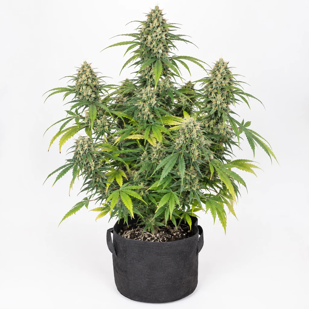 Ilustración de una planta de cannabis con flores alargadas y hojas verdes y amarillas en maceta negra para la ficha de KC 45 Feminizada.