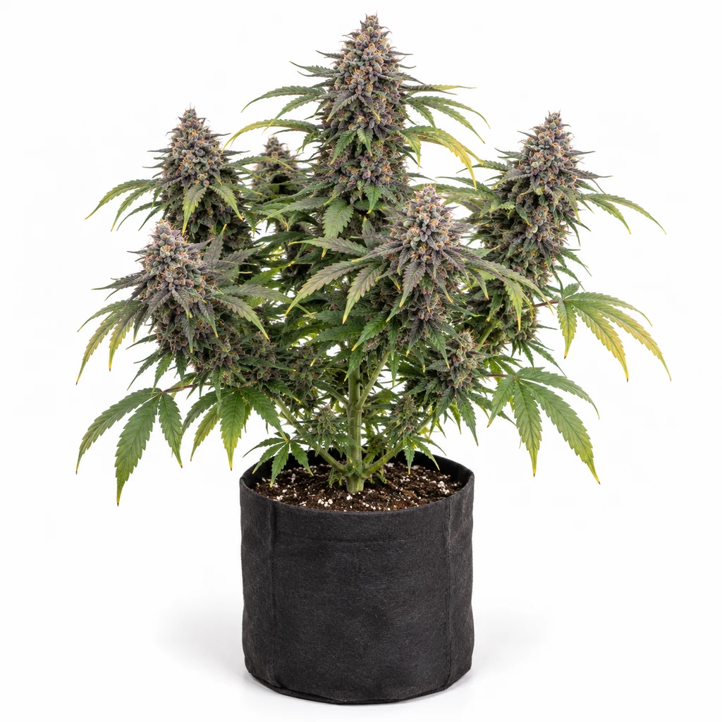 Ilustración de una planta en floración para la ficha de Blueberry Berry Feminizada, con cogollos voluminosos en maceta negra sobre fondo blanco.