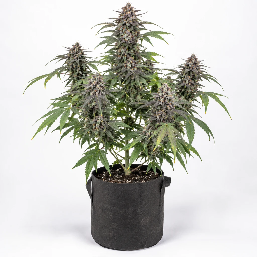 Ilustración de cannabis para la ficha de Bluehell Auto, con cogollos de tonos violáceos y hojas verdes en maceta negra sobre fondo blanco.