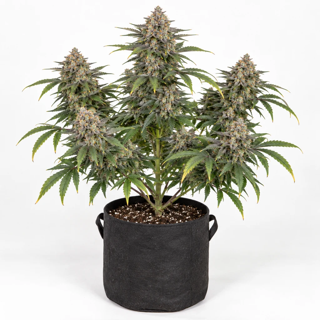 Ilustración de una planta de cannabis en floración, en maceta de tela negra, para la ficha de London Pound Cake F1 Feminizada.