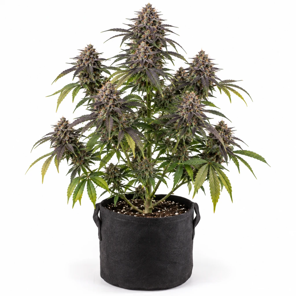 Ilustración de una planta en floración con hojas verdes y moradas en maceta negra, para la ficha de Purple Boost Highness Feminizada.