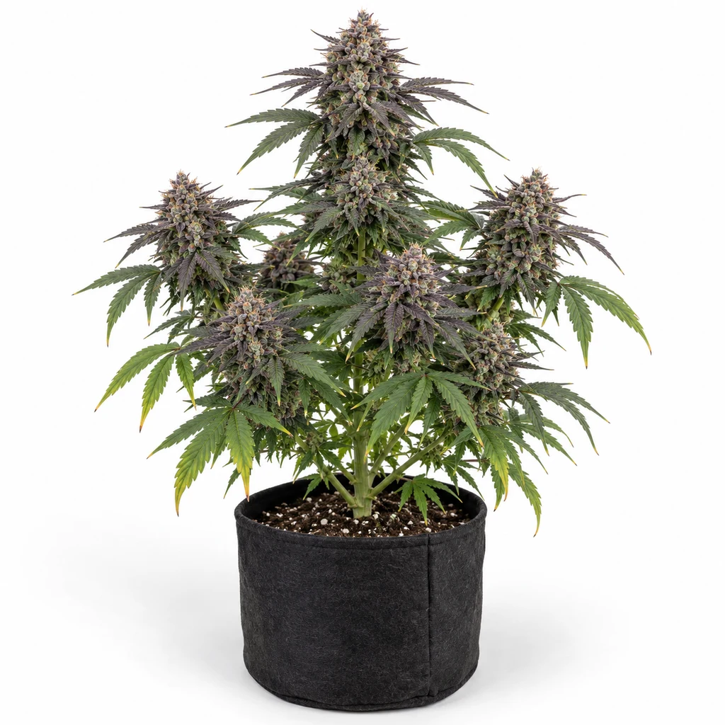 Ilustración de una planta en floración para la ficha de Auto Grizzly Purple, con varios cogollos de tonos morados en una maceta negra.