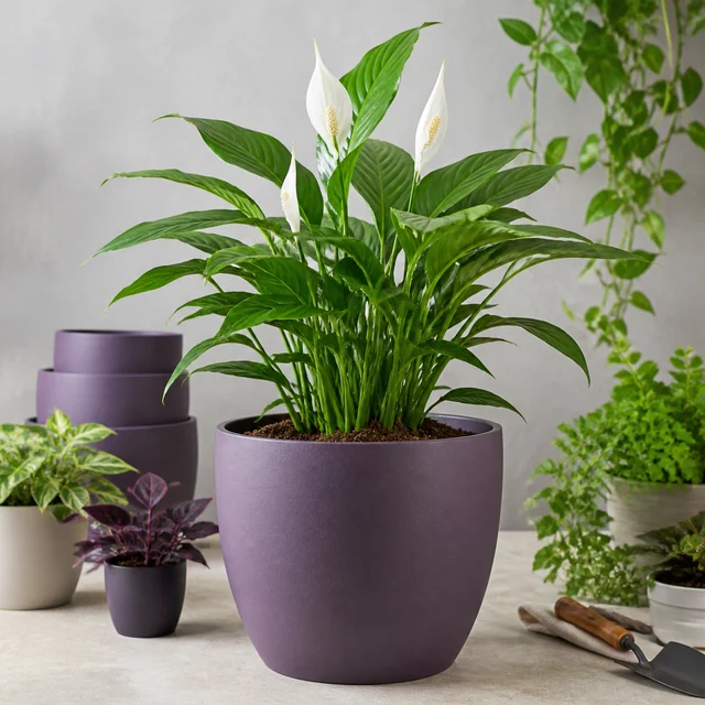 Planta de hojas verdes y flores blancas en una maceta morada, rodeada de otras macetas y herramientas de jardinería. Planta de hojas verdes y flores blancas en una maceta morada, rodeada de otras macetas y herramientas de jardinería.