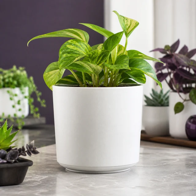 Maceta blanca con plato y una planta de hojas verdes con vetas amarillas, sobre una mesa y con otras plantas al fondo. Maceta blanca con plato y una planta de hojas verdes con vetas amarillas, sobre una mesa y con otras plantas al fondo.