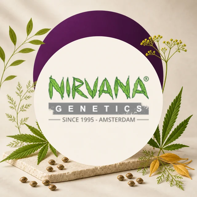 Logotipo verde y gris de Nirvana Genetics con el texto «Since 1995 - Amsterdam», rodeado de hojas de cannabis y semillas. Logotipo verde y gris de Nirvana Genetics con el texto «Since 1995 - Amsterdam», rodeado de hojas de cannabis y semillas.