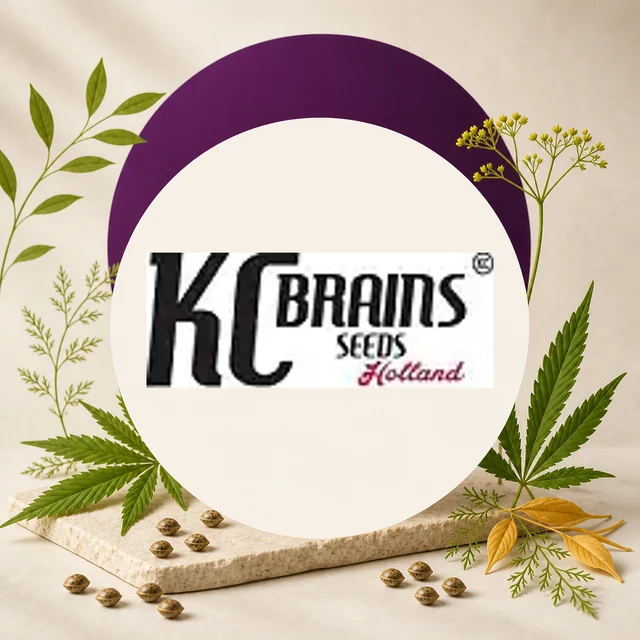 Logotipo KC Brains Seeds Holland en un círculo claro con arco morado, rodeado de hojas de cannabis, ramas y semillas sobre una losa. Logotipo KC Brains Seeds Holland en un círculo claro con arco morado, rodeado de hojas de cannabis, ramas y semillas sobre una losa.