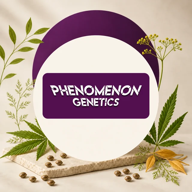 Logotipo blanco de Phenomenon Genetics sobre un rectángulo morado, enmarcado por un círculo crema, hojas de cannabis y semillas. Logotipo blanco de Phenomenon Genetics sobre un rectángulo morado, enmarcado por un círculo crema, hojas de cannabis y semillas.