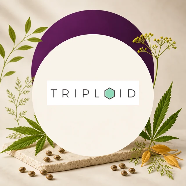Logotipo TRIPLOID con un hexágono verde, sobre un círculo claro con arco morado, rodeado de hojas de cannabis y semillas. Logotipo TRIPLOID con un hexágono verde, sobre un círculo claro con arco morado, rodeado de hojas de cannabis y semillas.
